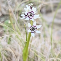 Wurmbea dioica subsp. dioica at Gungahlin, ACT - 21 Sep 2023