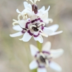 Wurmbea dioica subsp. dioica at Gungahlin, ACT - 21 Sep 2023 04:55 PM