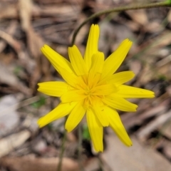 Microseris walteri (Yam Daisy, Murnong) at Carwoola, NSW - 23 Sep 2023 by trevorpreston