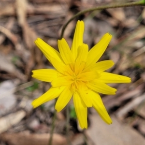 Microseris walteri at Carwoola, NSW - 23 Sep 2023 01:15 PM