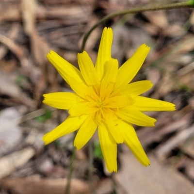 Microseris walteri (Yam Daisy, Murnong) at Wanna Wanna Nature Reserve - 23 Sep 2023 by trevorpreston