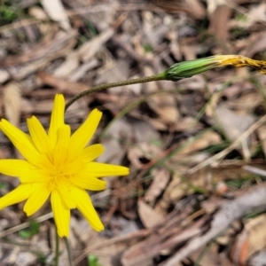 Microseris walteri at Carwoola, NSW - 23 Sep 2023 01:15 PM