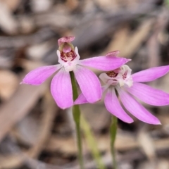 Caladenia carnea (Pink Fingers) at Wanna Wanna Nature Reserve - 23 Sep 2023 by trevorpreston