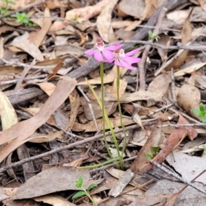 Caladenia carnea at Carwoola, NSW - 23 Sep 2023