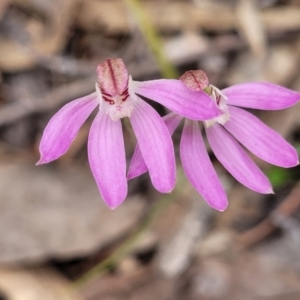 Caladenia carnea at Carwoola, NSW - 23 Sep 2023