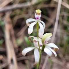 Caladenia ustulata (Brown Caps) at Carwoola, NSW - 23 Sep 2023 by trevorpreston