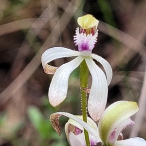 Caladenia ustulata at Carwoola, NSW - suppressed