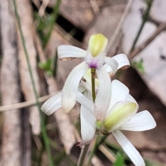 Caladenia ustulata at Carwoola, NSW - suppressed