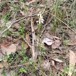 Caladenia ustulata at Carwoola, NSW - suppressed