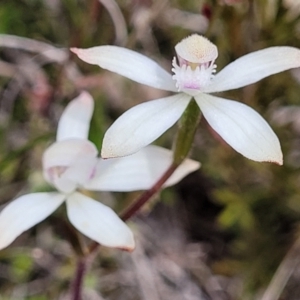 Caladenia ustulata at Carwoola, NSW - 23 Sep 2023