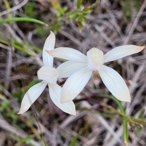 Caladenia ustulata at Carwoola, NSW - suppressed