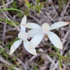 Caladenia ustulata at Carwoola, NSW - 23 Sep 2023