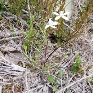 Caladenia ustulata at Carwoola, NSW - 23 Sep 2023