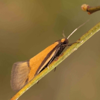 Philobota undescribed species near arabella (A concealer moth) at Caladenia Forest, O'Connor - 23 Sep 2023 by ConBoekel