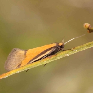 Philobota undescribed species near arabella at Acton, ACT - 23 Sep 2023