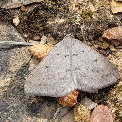 Taxeotis reserata (A Geometer moth) at QPRC LGA - 23 Sep 2023 by trevorpreston