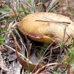 Unidentified Cap on a stem; pores below cap [boletes & stemmed polypores] at Carwoola, NSW - 23 Sep 2023 by trevorpreston
