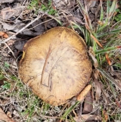 Suillus luteus at Carwoola, NSW - 23 Sep 2023