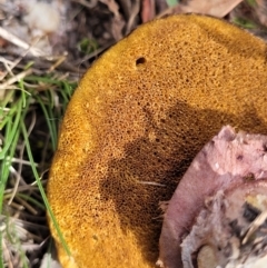 Suillus luteus at Carwoola, NSW - 23 Sep 2023