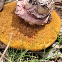 Suillus luteus at Carwoola, NSW - 23 Sep 2023