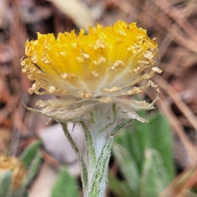 Coronidium scorpioides (Button Everlasting) at Carwoola, NSW - 23 Sep 2023 by trevorpreston