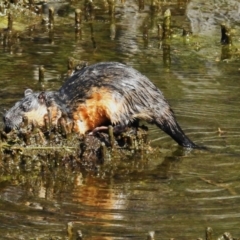 Hydromys chrysogaster (Rakali or Water Rat) at Paddys River, ACT - 23 Sep 2023 by JohnBundock