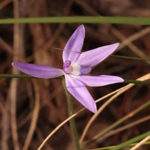 Glossodia major at Acton, ACT - suppressed