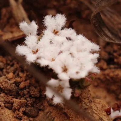 Leucopogon virgatus (Common Beard-heath) at Caladenia Forest, O'Connor - 23 Sep 2023 by ConBoekel