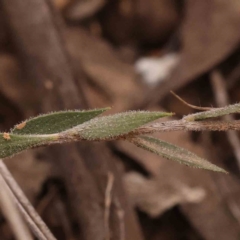 Leucopogon virgatus at Acton, ACT - 23 Sep 2023