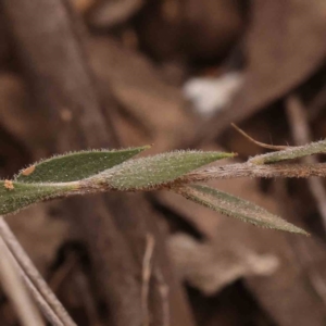 Leucopogon virgatus at Acton, ACT - 23 Sep 2023