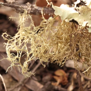 Usnea sp. (genus) at Acton, ACT - 23 Sep 2023 03:41 PM