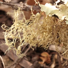 Usnea sp. (Bearded lichen) at Acton, ACT - 23 Sep 2023 by ConBoekel