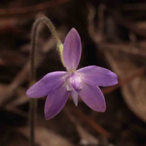 Glossodia major at Acton, ACT - 23 Sep 2023