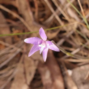 Glossodia major at Acton, ACT - 23 Sep 2023