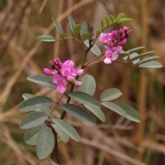 Indigofera australis subsp. australis (Australian Indigo) at Acton, ACT - 23 Sep 2023 by ConBoekel