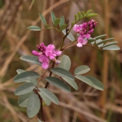 Indigofera australis subsp. australis (Australian Indigo) at Caladenia Forest, O'Connor - 23 Sep 2023 by ConBoekel