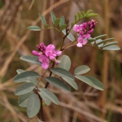 Indigofera australis subsp. australis (Australian Indigo) at Acton, ACT - 23 Sep 2023 by ConBoekel