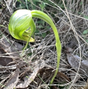 Pterostylis nutans at Belconnen, ACT - 21 Sep 2023