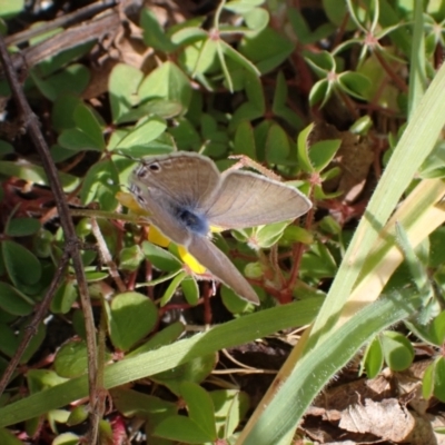 Lampides boeticus (Long-tailed Pea-blue) at Murrumbateman, NSW - 23 Sep 2023 by SimoneC