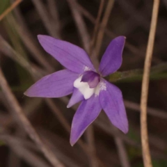 Glossodia major (Wax Lip Orchid) at Acton, ACT - 23 Sep 2023 by ConBoekel