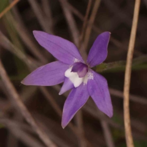 Glossodia major at Acton, ACT - 23 Sep 2023