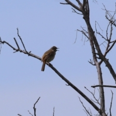 Cincloramphus mathewsi (Rufous Songlark) at Fyshwick Sewerage Treatment Plant - 23 Sep 2023 by RodDeb