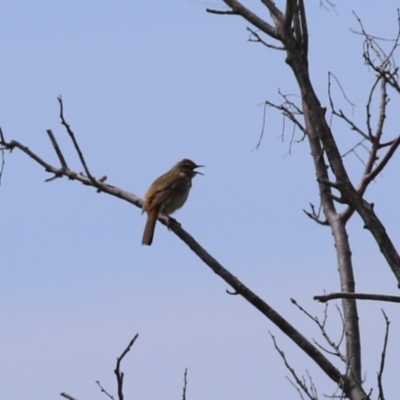 Cincloramphus mathewsi (Rufous Songlark) at Fyshwick, ACT - 23 Sep 2023 by RodDeb