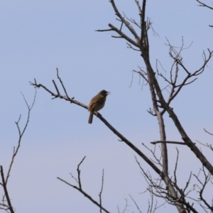 Cincloramphus mathewsi at Fyshwick, ACT - 23 Sep 2023