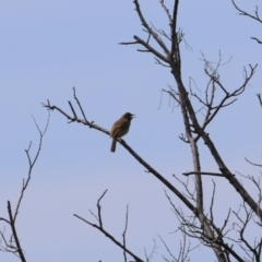 Cincloramphus mathewsi at Fyshwick, ACT - 23 Sep 2023