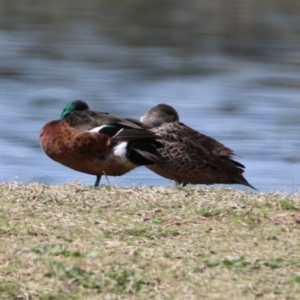 Anas castanea at Fyshwick, ACT - 23 Sep 2023