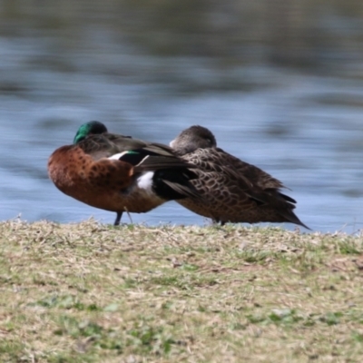Anas castanea (Chestnut Teal) at Fyshwick, ACT - 23 Sep 2023 by RodDeb