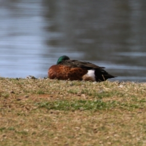 Anas castanea at Fyshwick, ACT - 23 Sep 2023