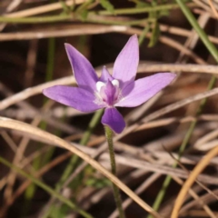 Glossodia major (Wax Lip Orchid) at Acton, ACT - 23 Sep 2023 by ConBoekel