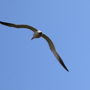 Hydroprogne caspia at Fyshwick, ACT - 23 Sep 2023